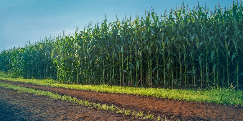 Agricultural Land